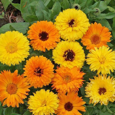 Ognjič - za mikro zelenje / Calendula officinalis Pacific Be..