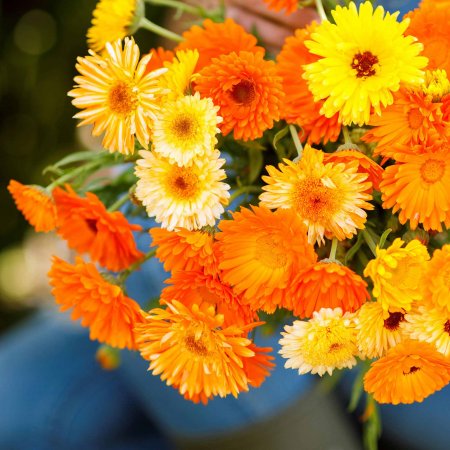 Ognjič - za mikro zelenje / Calendula officinalis Pacific Be..