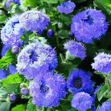 Ageratum Meksiški - Leda