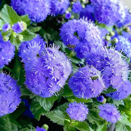 Ageratum Meksiški - Leda