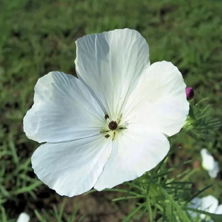 Koruza Roža Bela