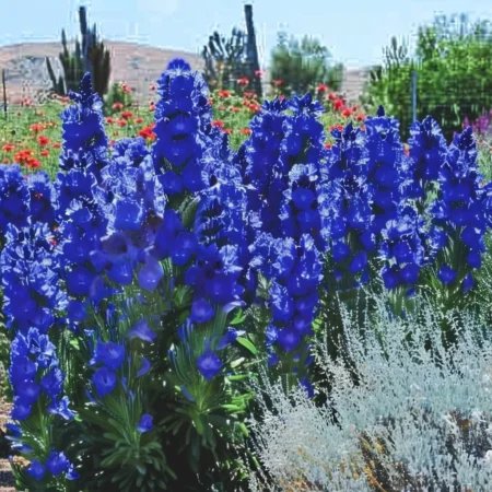 Cape Ancuza Blue Angel