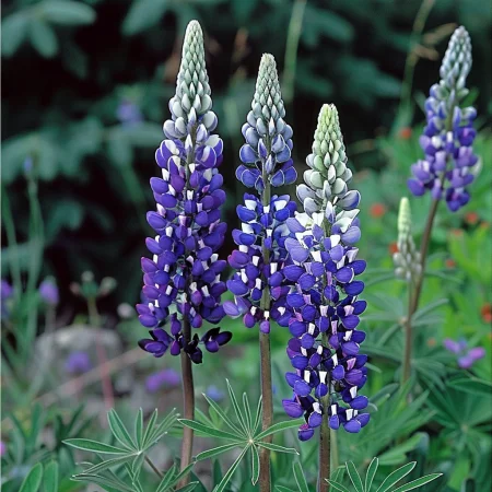 Lupinus Polyphyllus – rumena