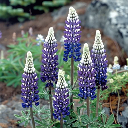 Lupinus Polyphyllus – rumena