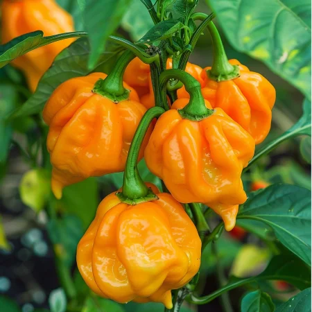 Pekoča paprika Habanero oranžna