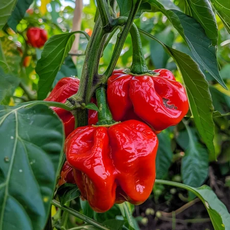 Pekoča paprika Habanero rdeča