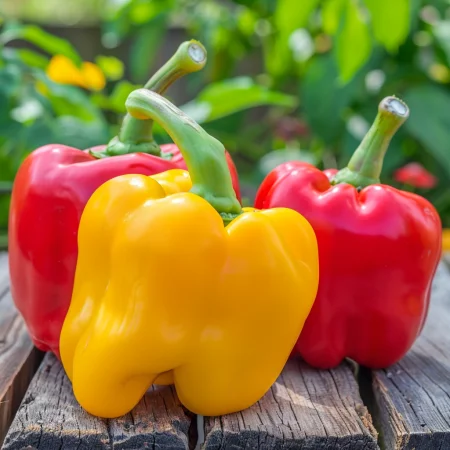 Paprika v blokih – barvna mešanica (rdeča, rumena, vijolična..