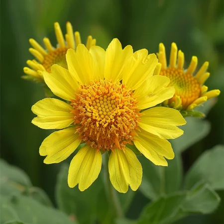Gaillardia Rumena