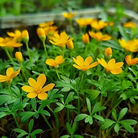 Meksiški estragon oranžen