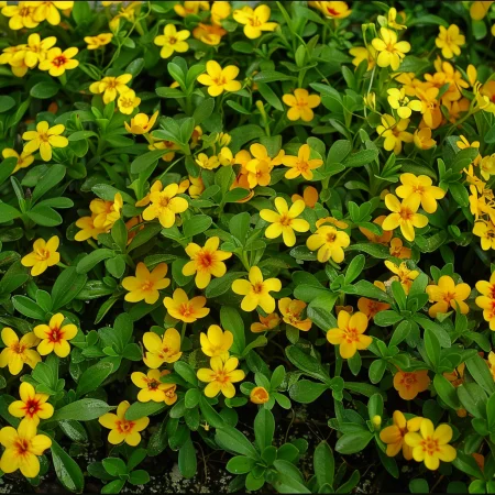 Tagetes drobnocvetni rumeni