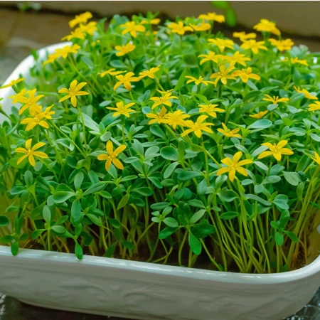 Tagetes drobnocvetni rumeni