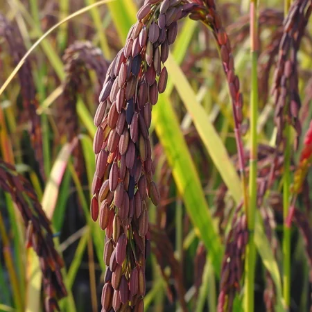 Azijski vijolični riž