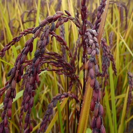 Azijski vijolični riž