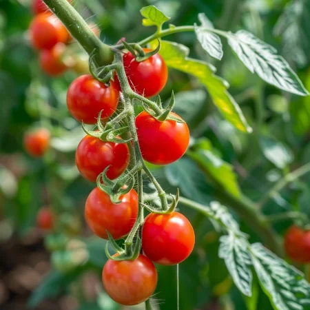 Češnjev paradižnik Sweetbaby Rdeč