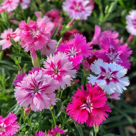 Kitajski klinček Veselje Enojni miks