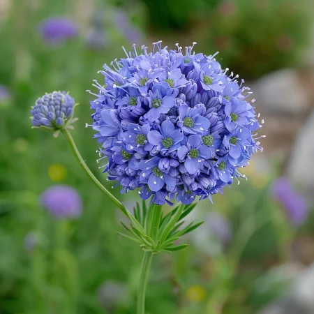 Gilia Globus