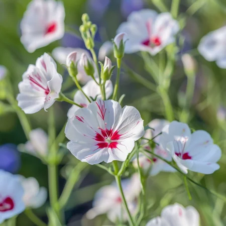 Lan Enobarven Sijajne oči
