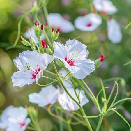 Lan Enobarven Sijajne oči