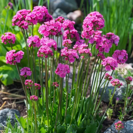 Армерия Морска Спленденс Роуз