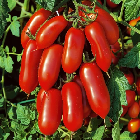 Домат Марцано П 4